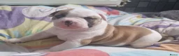 American Bulldog dogs for stud: American Bulldog Import For Stud - Advert 12
