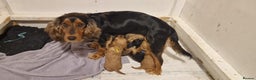 Cocker Spaniel dogs for sale: Princess cockers for sale  - Advert 4