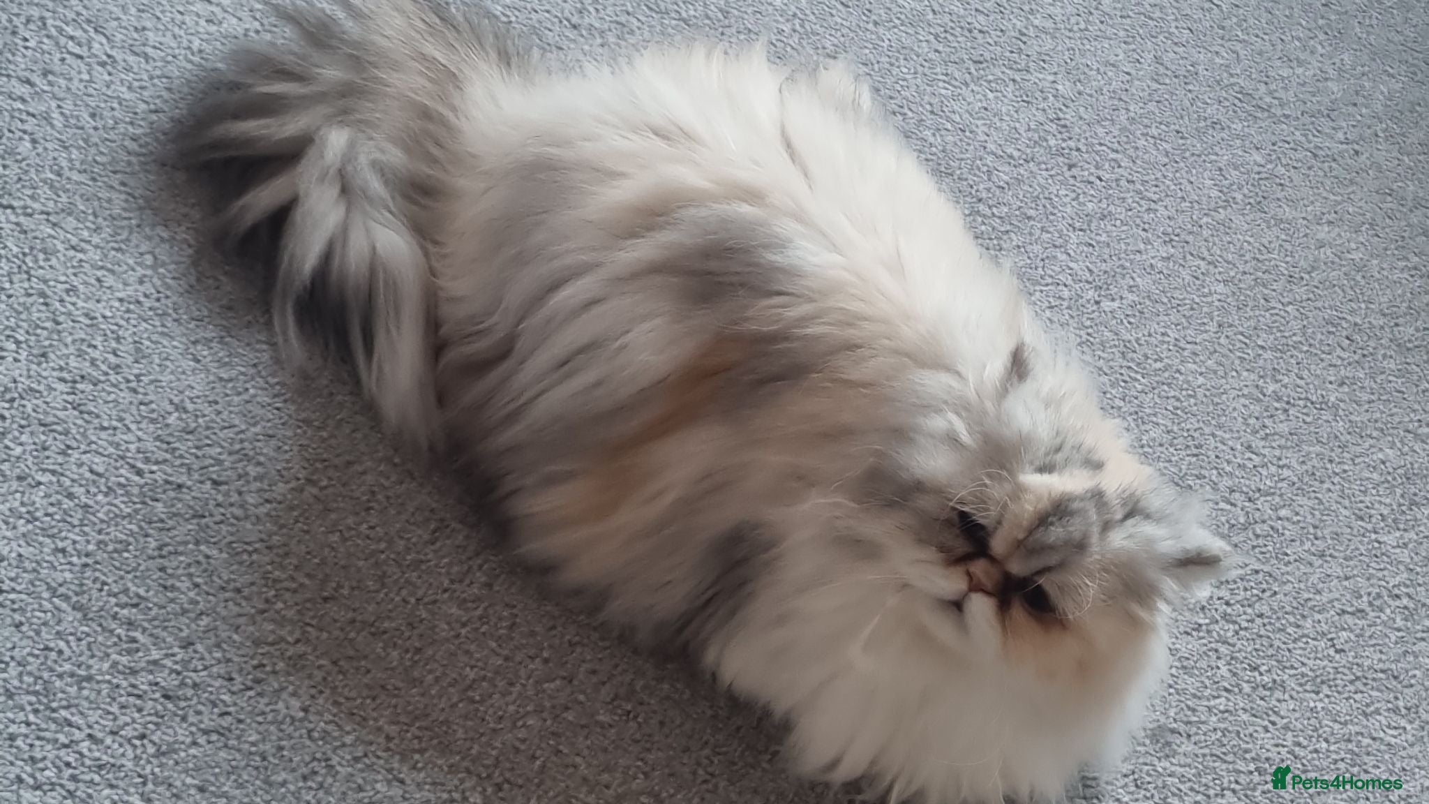 Persian cats Persian  - Advert 4