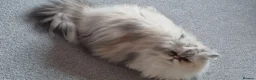 Persian cats for sale: Persian  - Advert 1