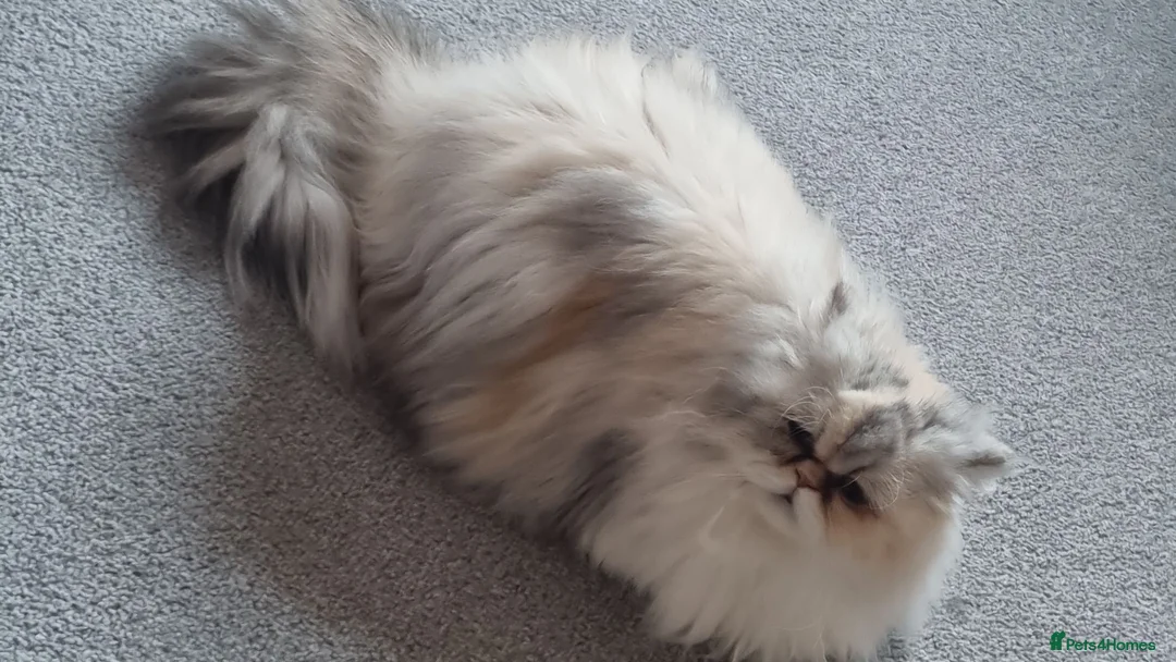 Persian cats for sale: Persian  - Advert 1