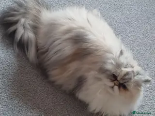 Persian cats Persian - Advert 2
