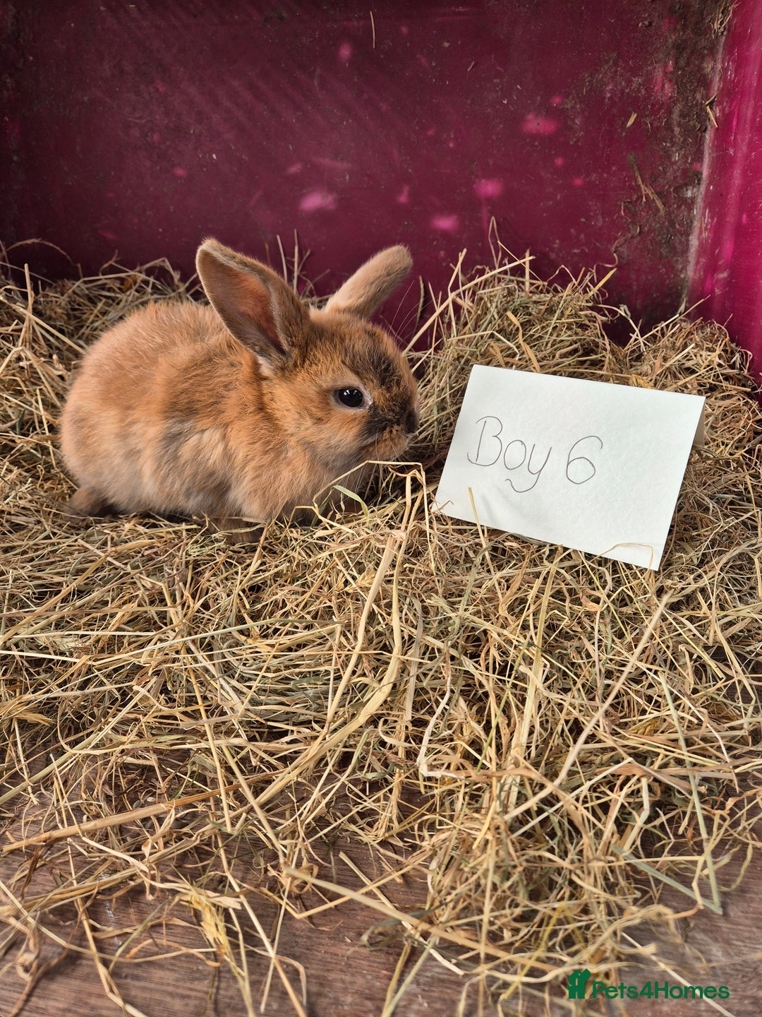 Mini Lop rabbits for sale: Bunnies looking for new homes - Advert 5