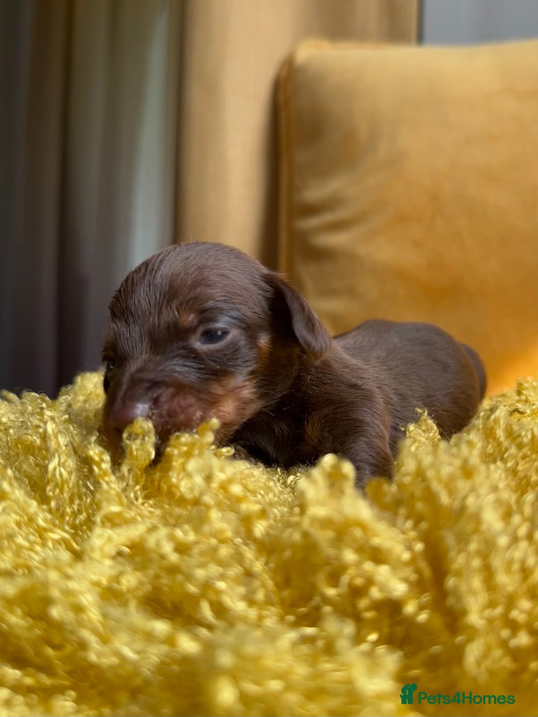 Miniature Dachshund dogs for sale: Miniature Dachshund stunning puppies  - Image 38