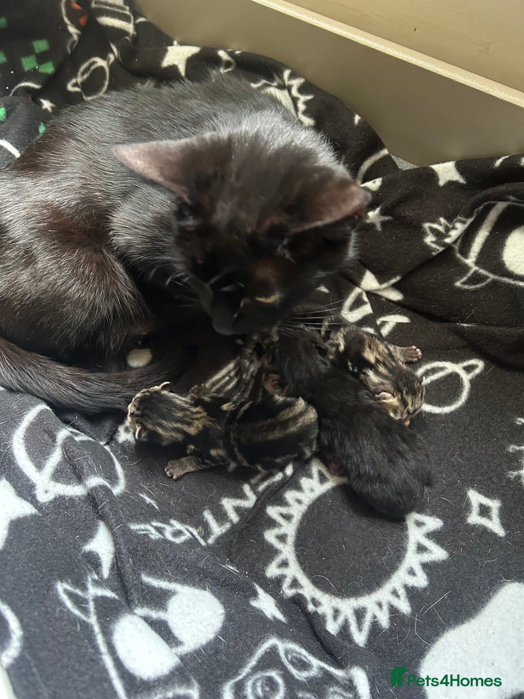 British Shorthair cats for sale: 1 tabby female 1 shaded female ready to go  - Advert 3