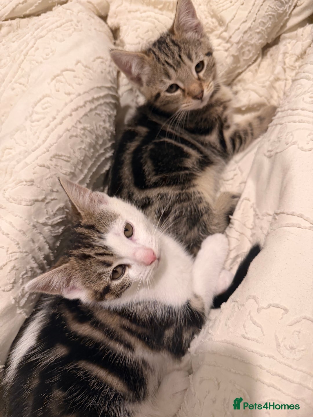 British Shorthair cats for sale: 4 Kittens for adoption. - Advert 1