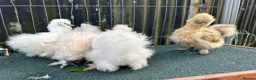 Chickens poultry for sale: Silkie eggs available  in Mold - Advert 2