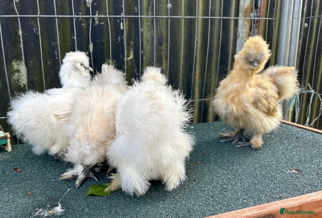 Chickens poultry for sale: Silkie eggs available  in Mold - Advert 2