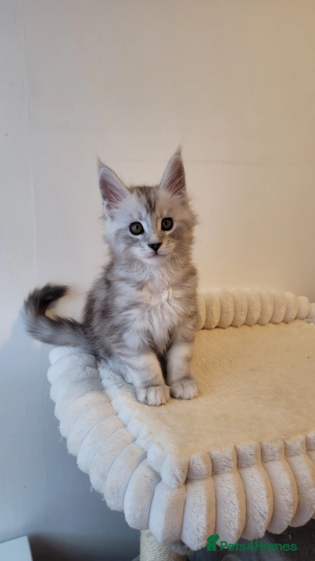 Maine Coon cats for sale: Tica registered Maine coon kittens  - Advert 23