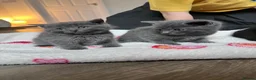 British Shorthair cats for sale: Short hair British blue cross breed  in Boston - Advert 11