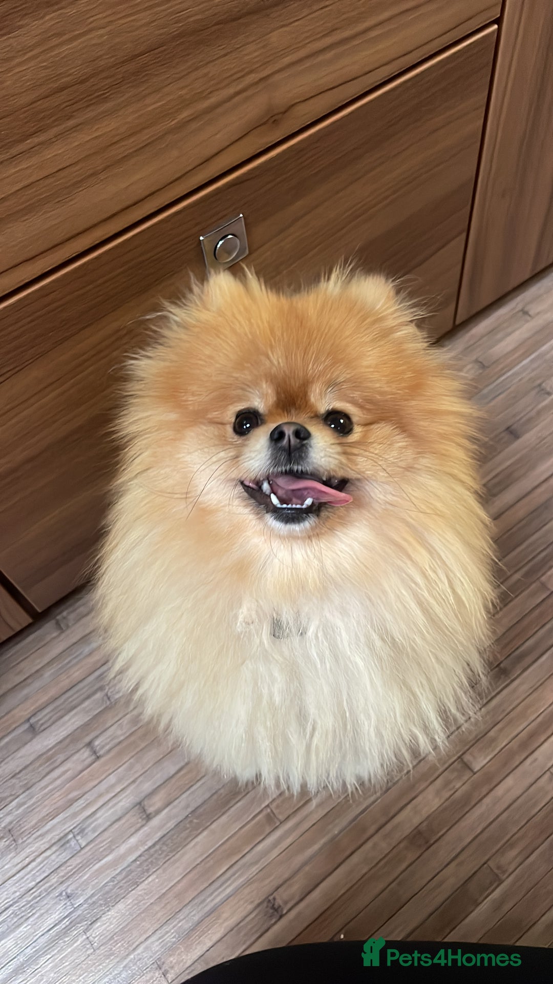 Pomeranian dogs for sale: Beautiful Pomeranian girl  - Advert 3