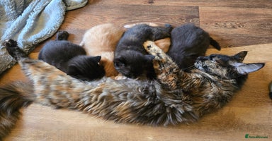 Mixed Breed cats - Advert 4