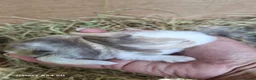 Mixed Breed rabbits for sale: Gorgeous baby lop bunnies for sale! 😍 - Advert 3