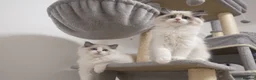 Ragdoll cats for sale: Champion Chunky Ragdoll Kittens-Famous R Bloodline - Advert 4