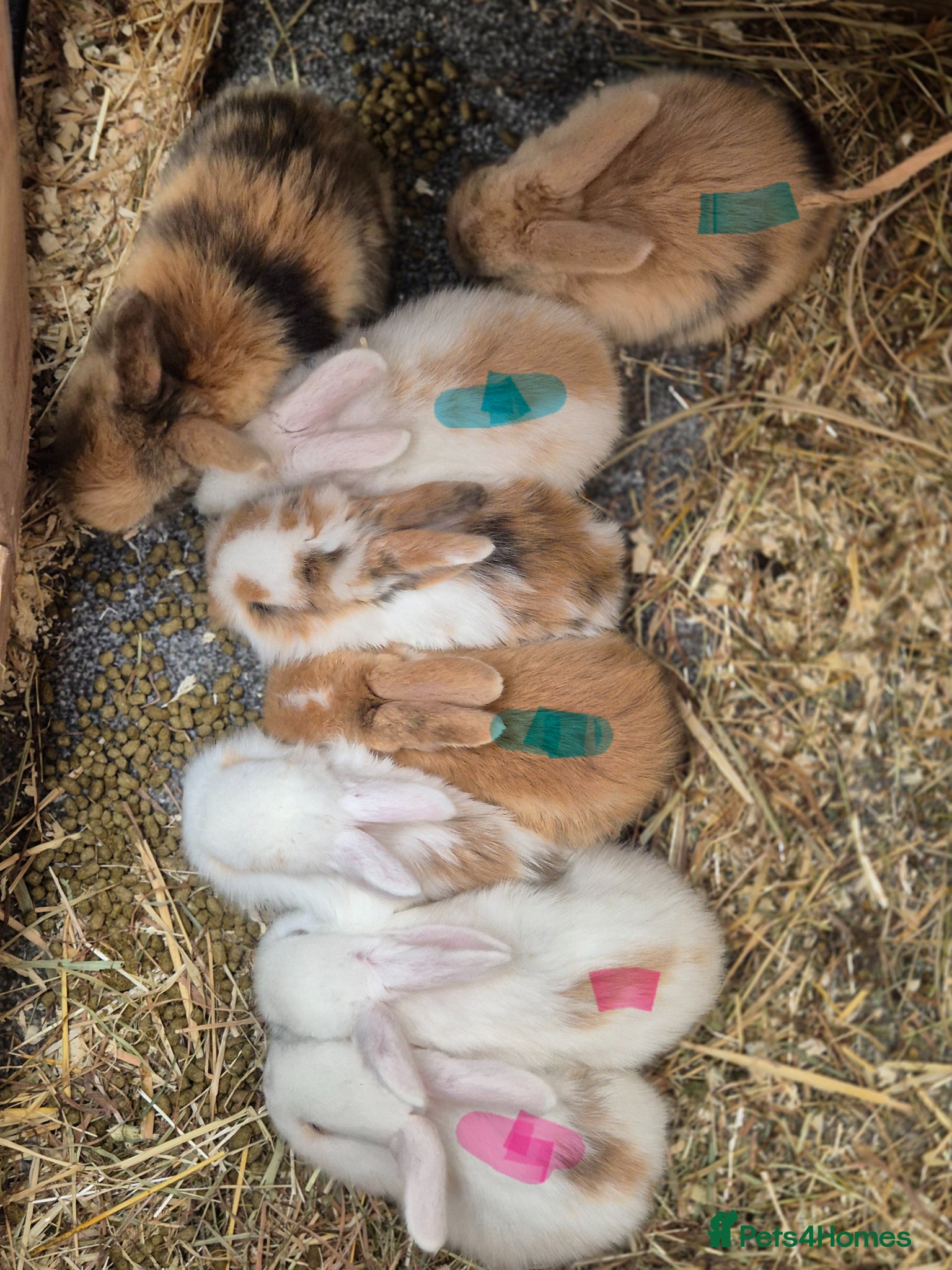 Mixed Breed rabbits Lionxlop buns very playful, well handled - Advert 1