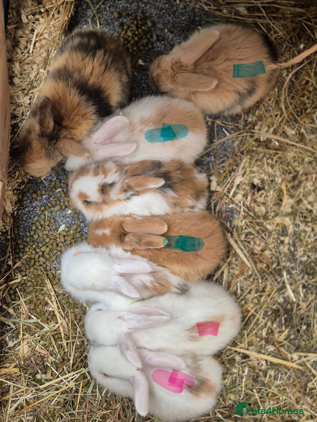 Mixed Breed rabbits for sale: 3 male Lionxlop buns very playful, well handled - Advert 2