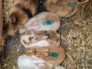Mixed Breed rabbits Lionxlop buns very playful, well handled - Advert 1