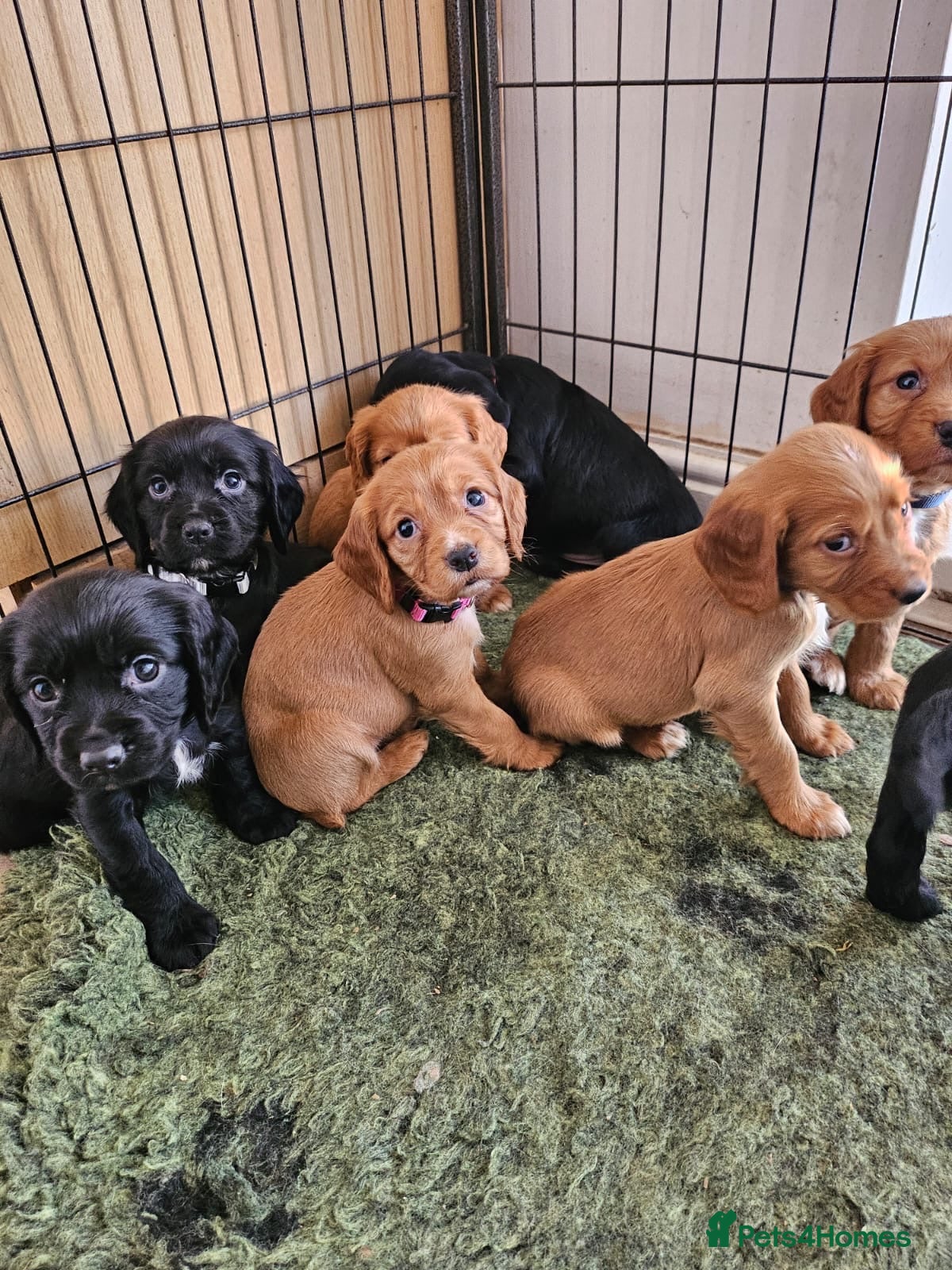 Cocker Spaniel dogs Cocker Spaniel Puppies working  - Advert 17