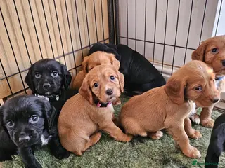 Cocker Spaniel dogs Cocker Spaniel Puppies working - Advert 17