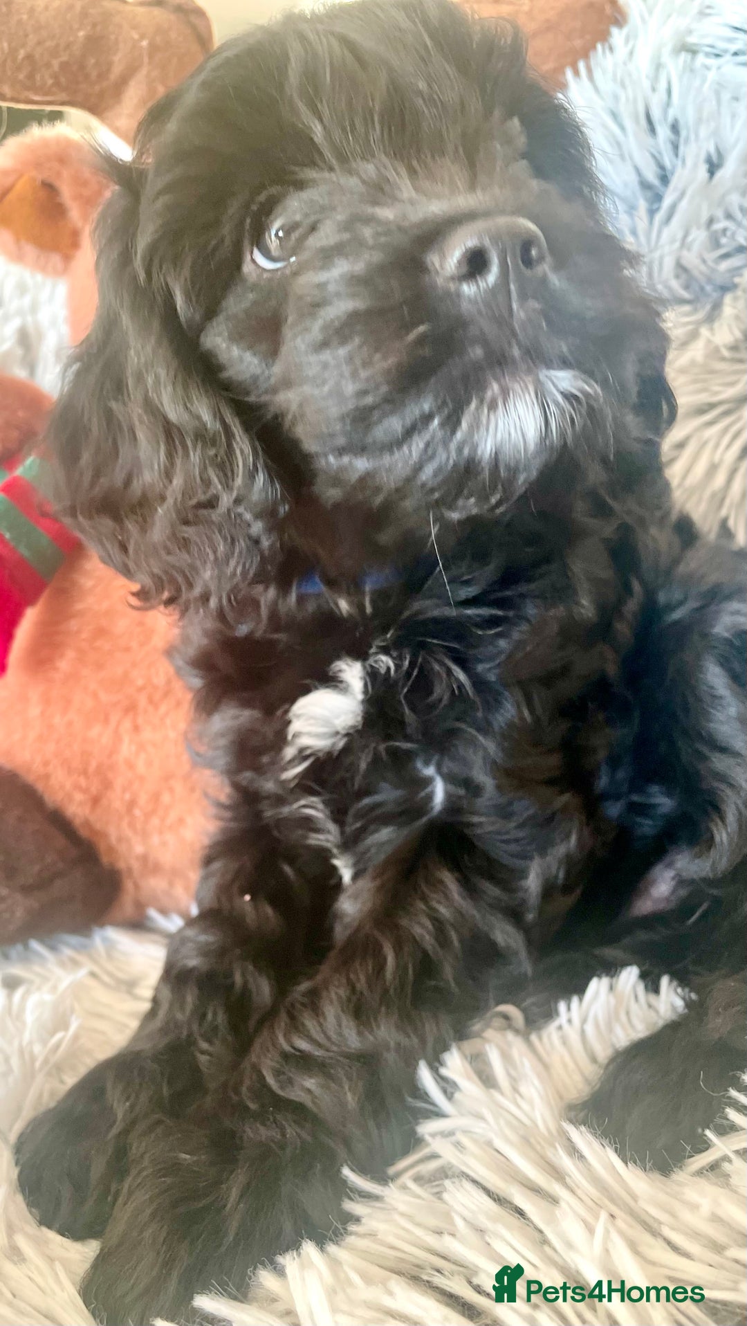 Cavapoo dogs for sale: F1 Cavapoo - Advert 16