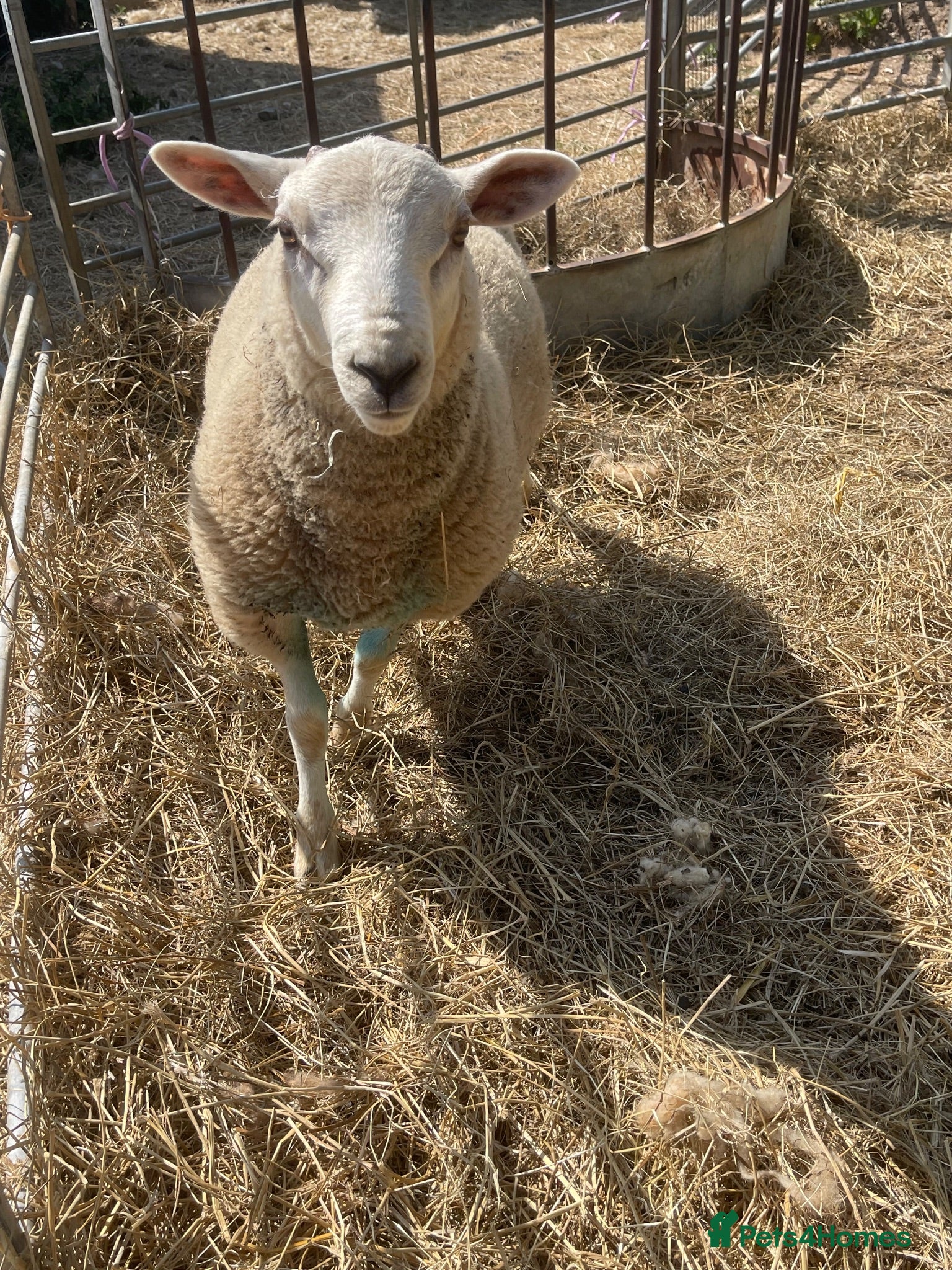 Sheep livestock Sheep - Advert 11