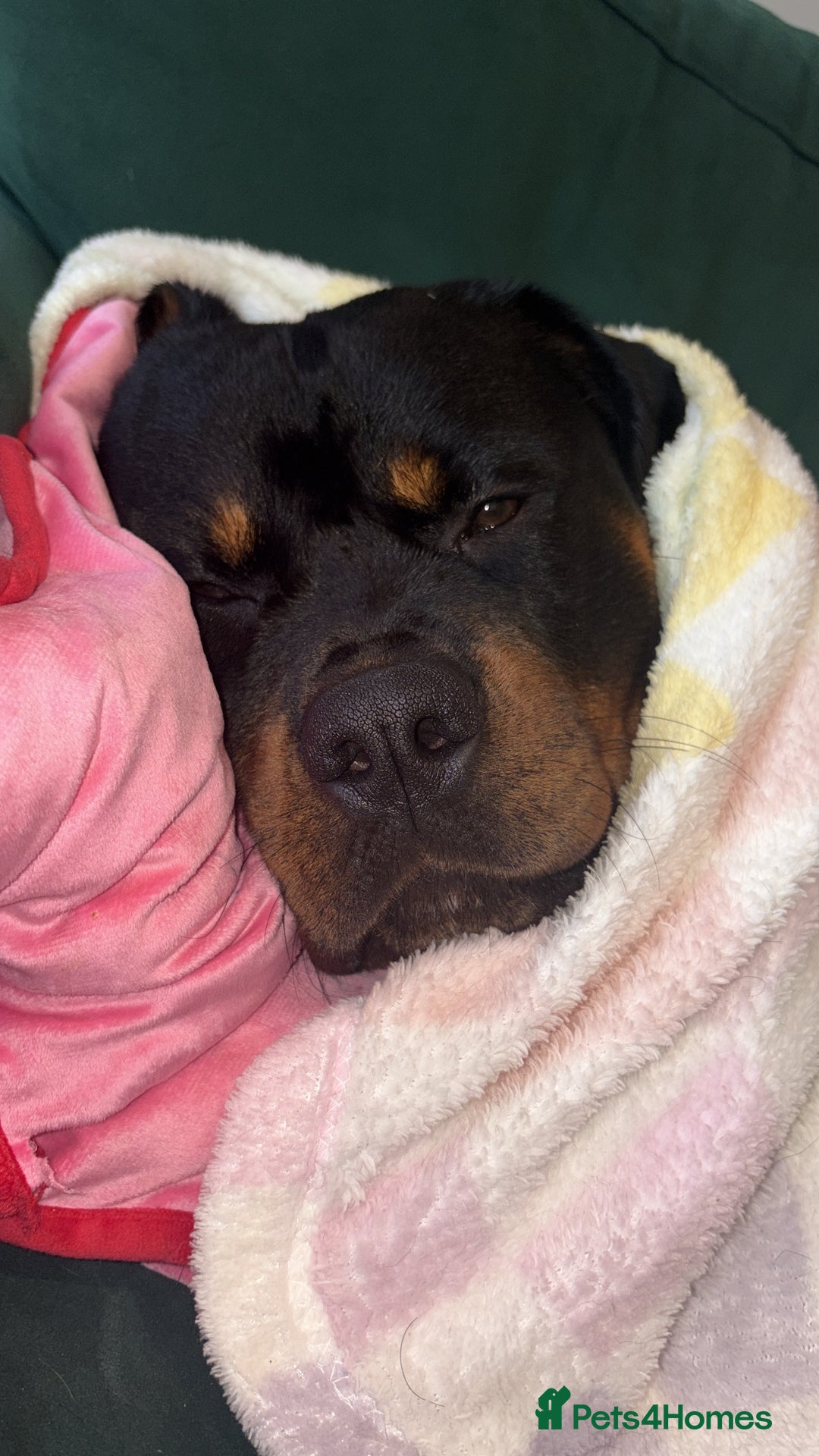 Rottweiler dogs for sale: Rotty looking for loving home (1.5yr old male) - Advert 6