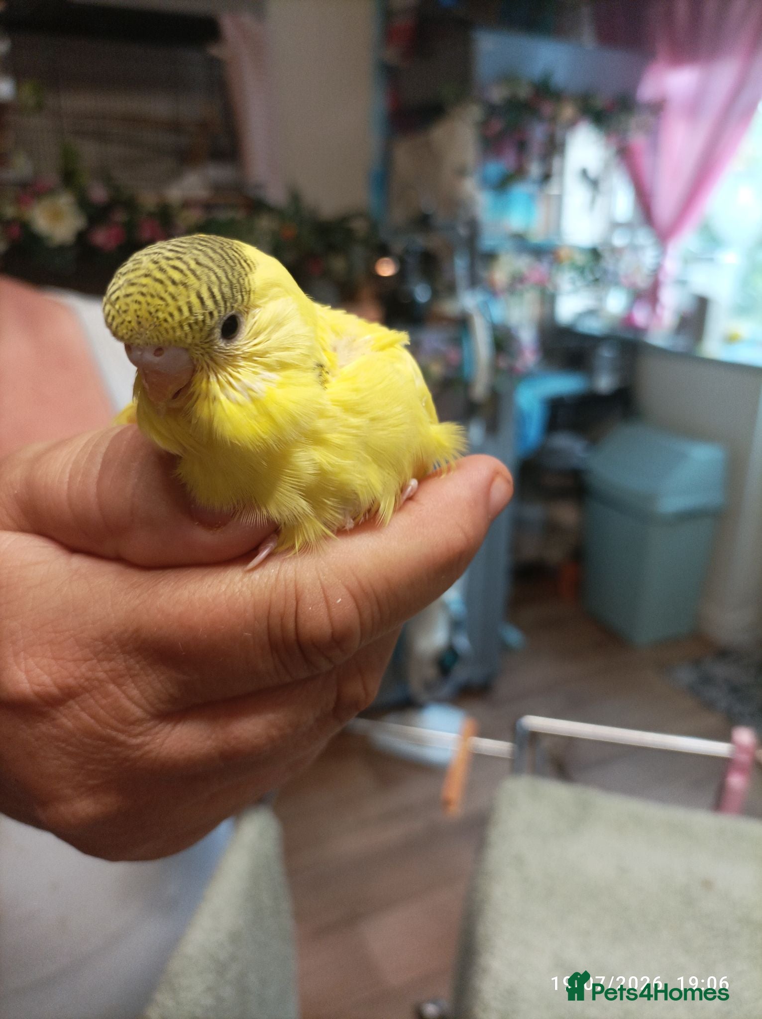Budgerigars birds Budgies 1 x male and 2 x babies  - Advert 3