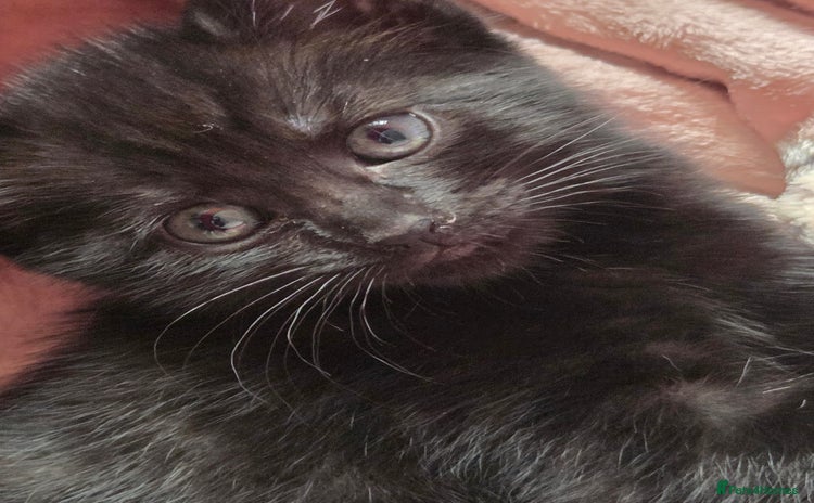Mixed Breed cats - Advert 13