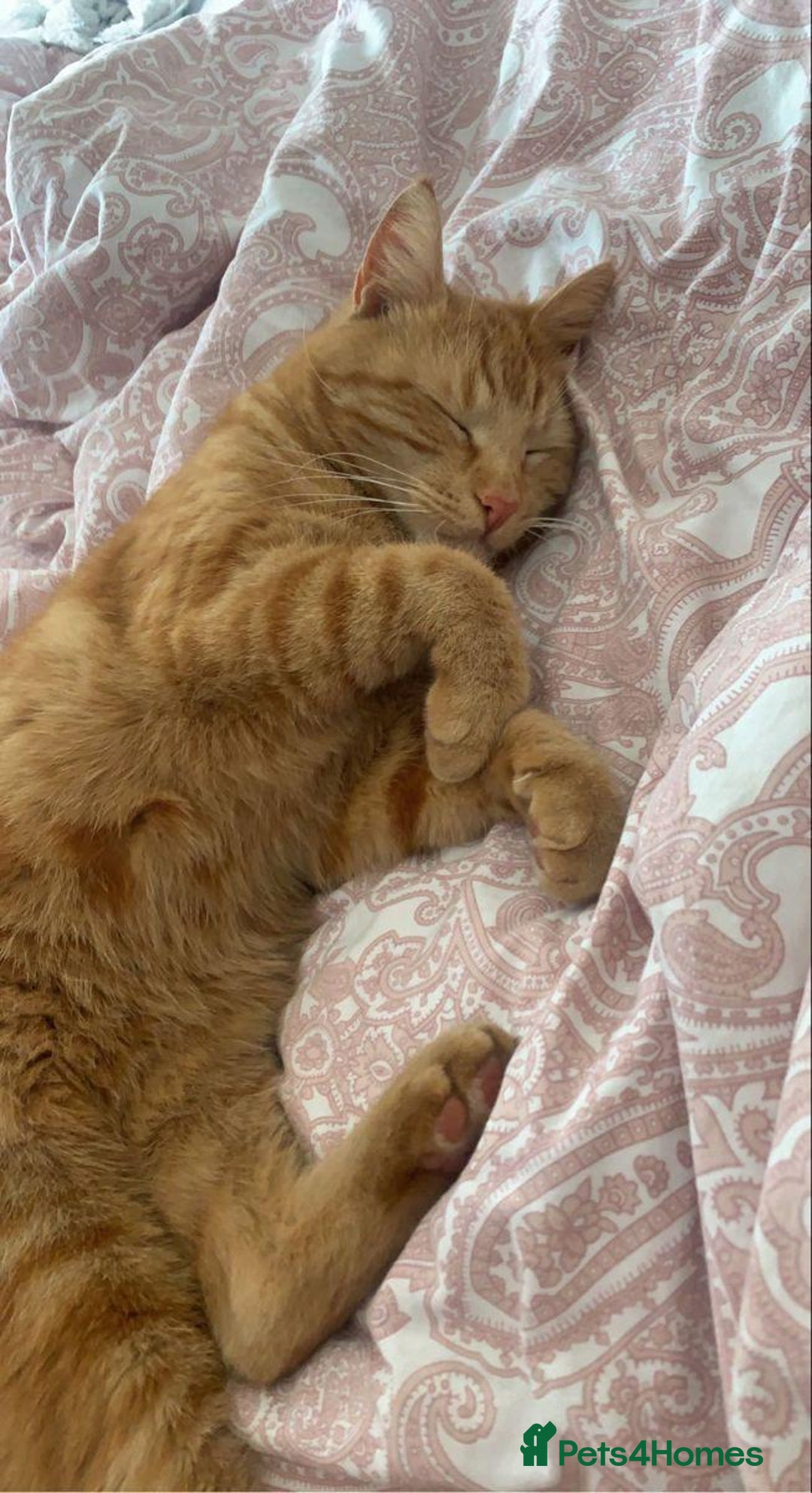 Mixed Breed cats for sale: GORGEOUS GINGER GIRL KITTEN - Advert 4