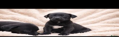 Mixed Breed Puppy 4