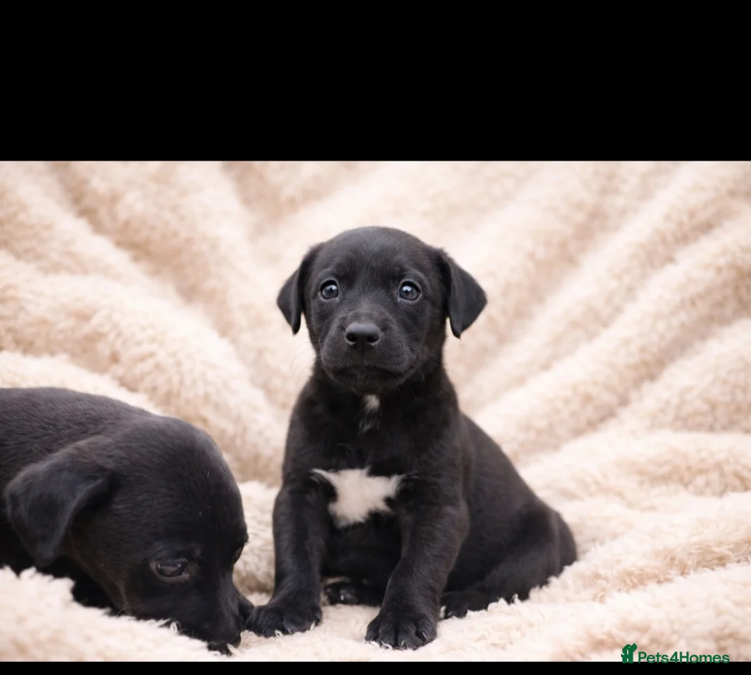 Mixed Breed dogs for sale: Labrador x whippet - Advert 3