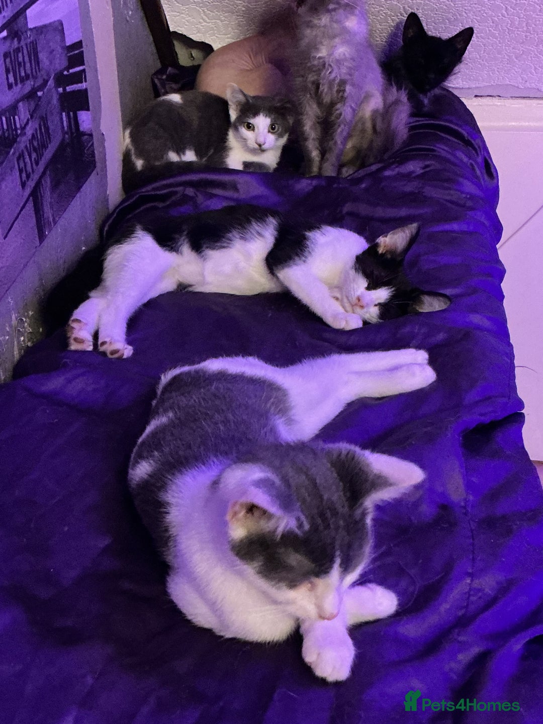 LaPerm cats for sale: Mixed breed blue and white kittens - Image 6