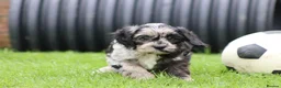 Cavapoo dogs for sale: Beautiful Cavapoo puppies for sale - Advert 10