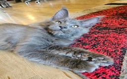 Maine Coon cats for sale: 🔥*Stunning Litter of 8💎Solid Blue Maine Coon*🔥  - Image 4