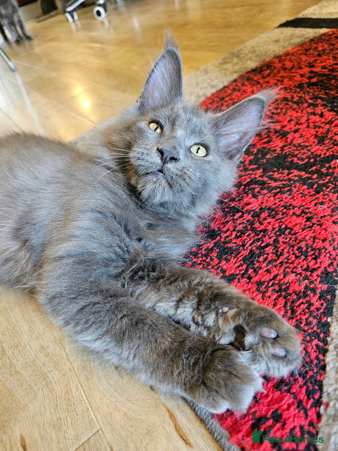 Maine Coon cats for sale: 🔥*Stunning Litter of 8💎Solid Blue Maine Coon*🔥  - Image 4