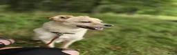 Mixed Breed dogs for adoption: Pippin for adoption - Advert 8