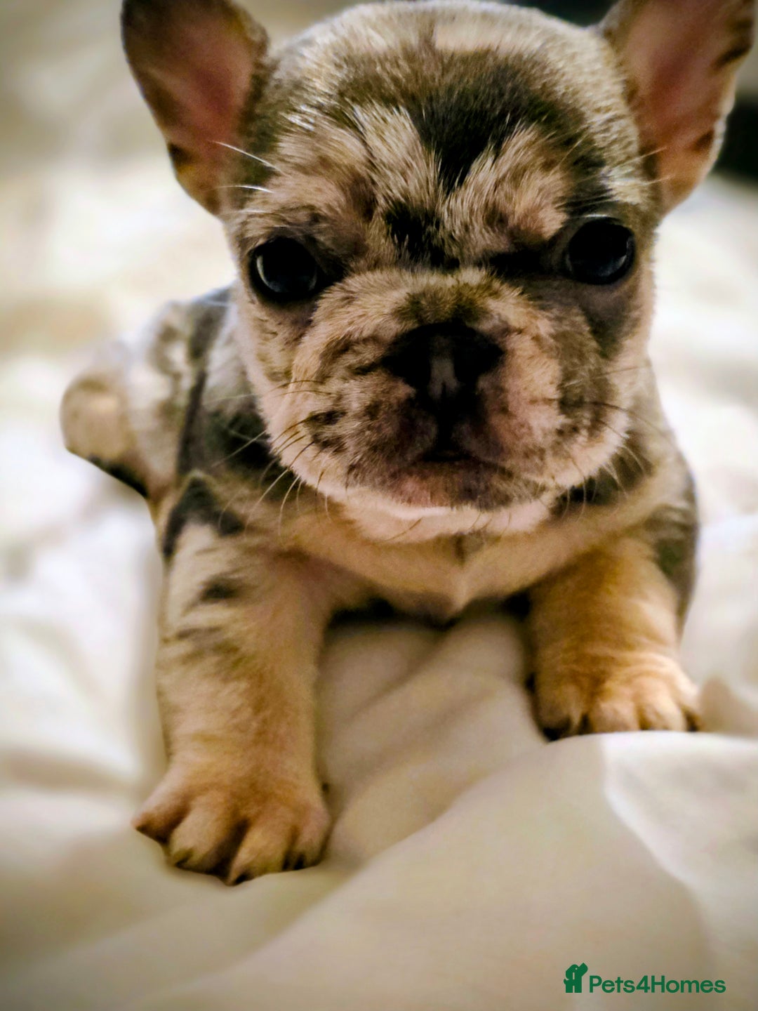 French Bulldog dogs for sale: Lilac merle french bulldogs  - Advert 3