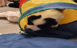 Border Collie dogs for sale: B. C. Puppies black and white kc reg - Advert 4