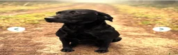 Labrador Retriever dogs for sale: Ready Now - KC Chunky Vet Checked Lab Puppies - Advert 5