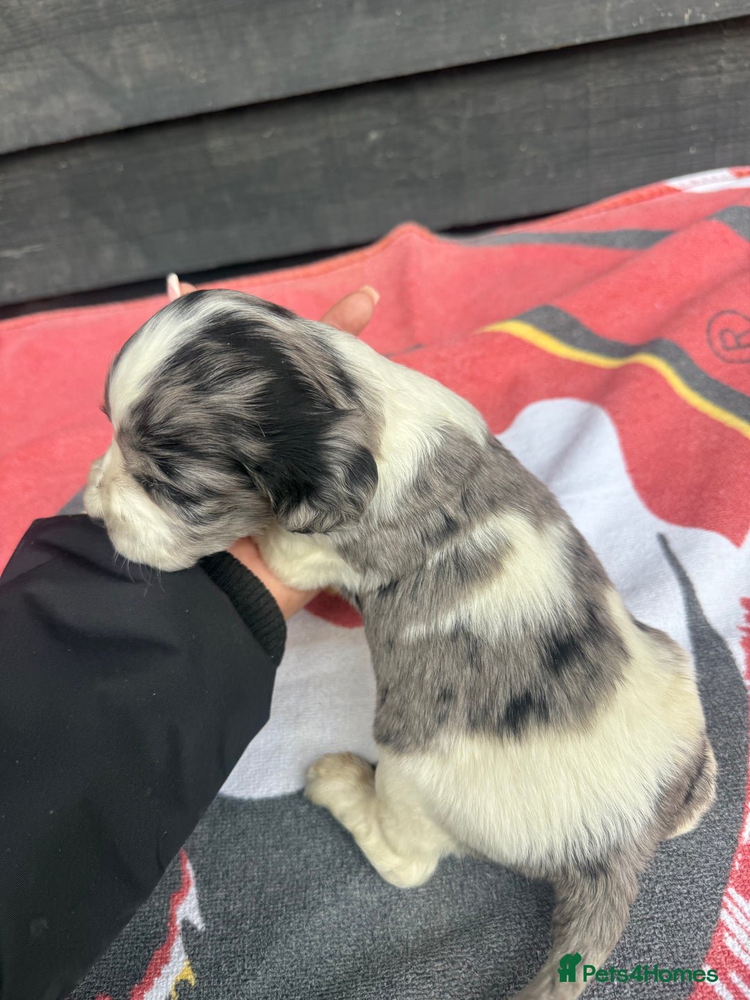 Cocker Spaniel dogs for sale: Cocker puppy 1 bitch left 3 boys  - Image 4