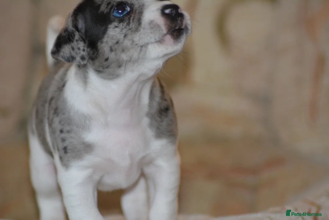 Patterjack dogs for sale: Jack Russell x Patterjack puppies - Advert 6