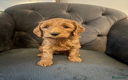 Cockapoo dogs for sale: F2 Cockapoo Puppies Ready for Forever Homes 🐶  - Image 4