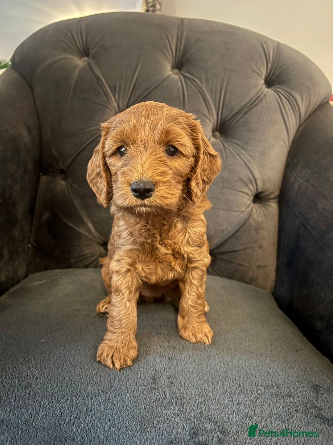 Cockapoo dogs for sale: F2 Cockapoo Puppies Ready for Forever Homes 🐶  - Image 4