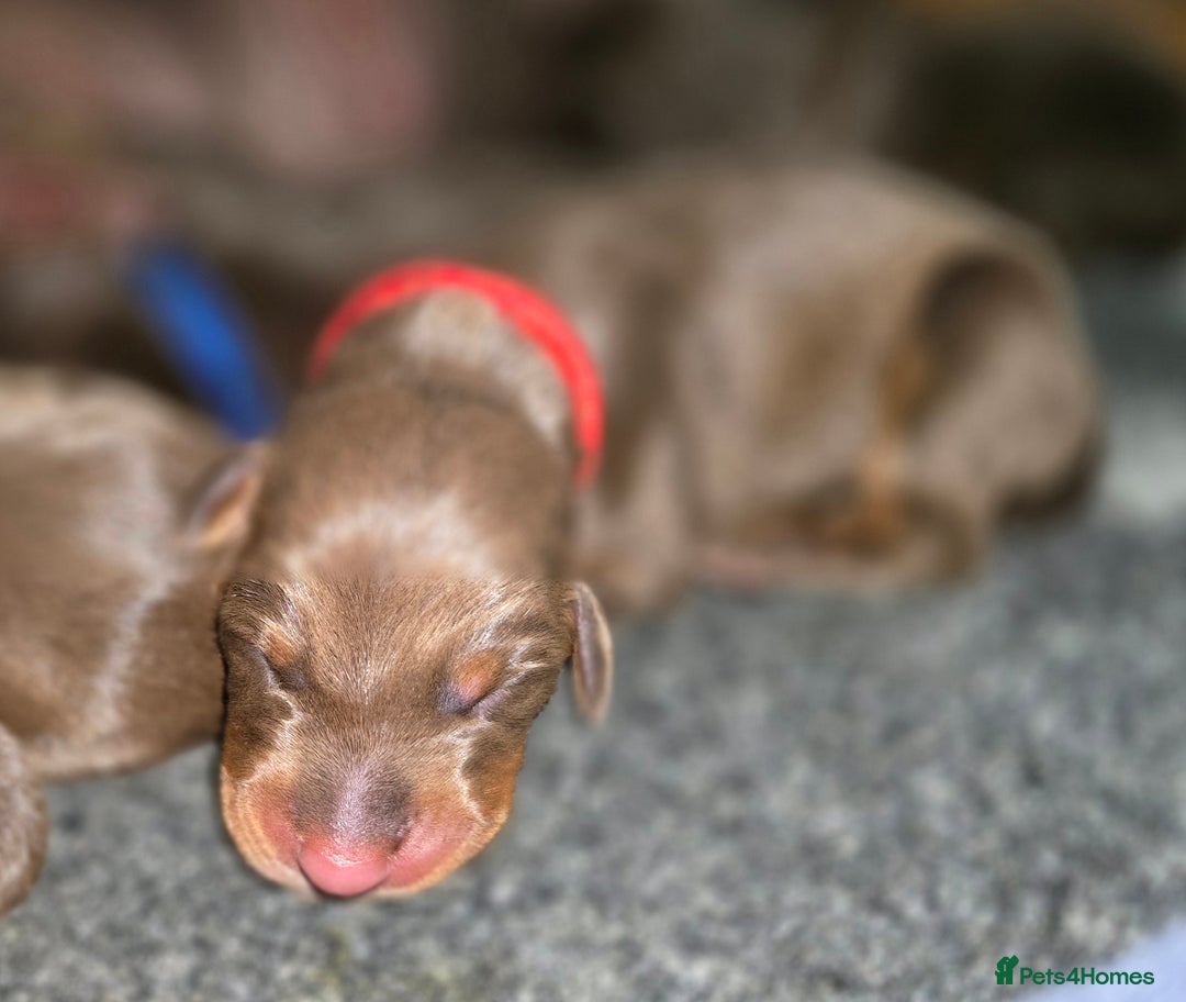 Dobermann dogs for sale: *HEALTH TESTED,HOME REARED,STUNNING DOBERMAN PUPS - Image 13