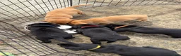 Labrador Retriever dogs for sale: KC Labrador pups for sale (fox red and black) in Shrewsbury - Advert 18
