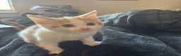 Mixed Breed cats for sale: Ginger white kittens  - Advert 4