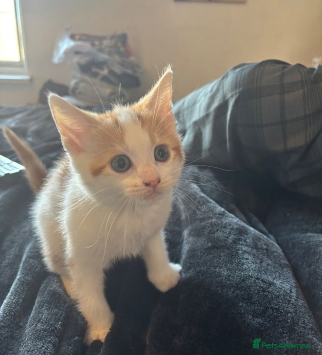 Mixed Breed cats for sale: Ginger white kittens  - Advert 4