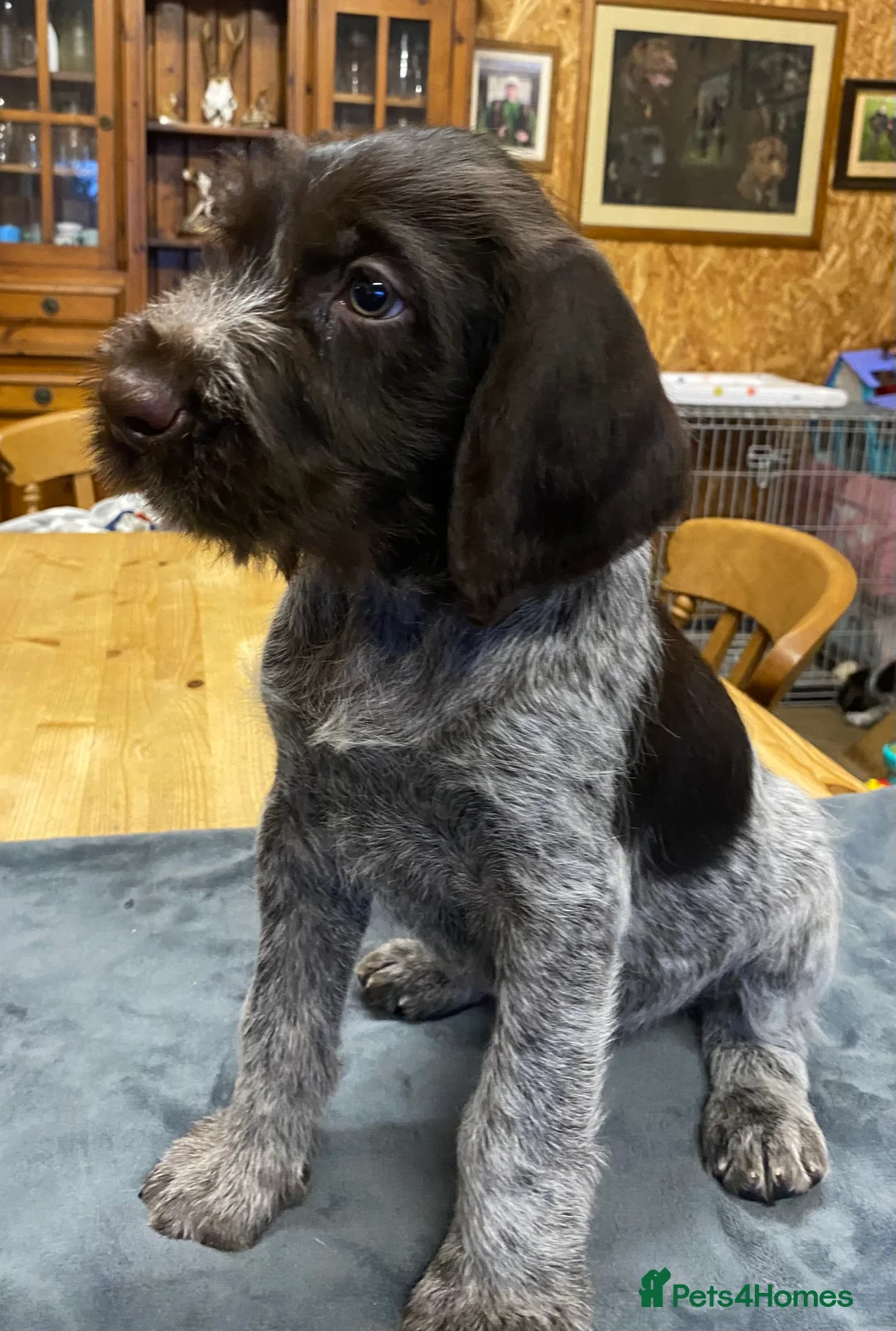 German Wirehaired Pointer dogs for sale: KC Registered German Wirehiared Pointer Pups - Advert 3