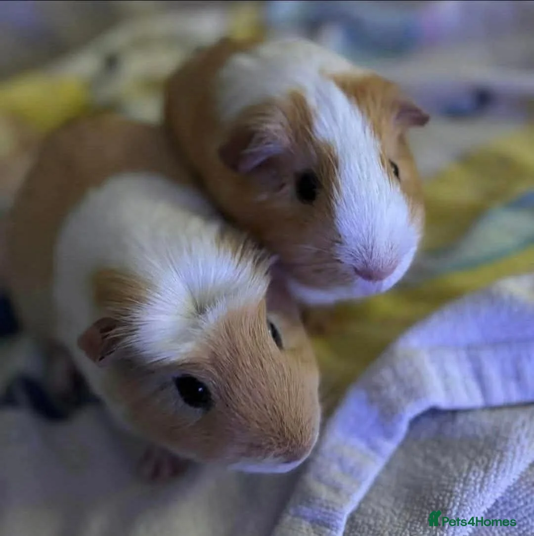 Guinea Pig rodents for sale: 2 boars needing new home FREE in Waterlooville - Advert 1