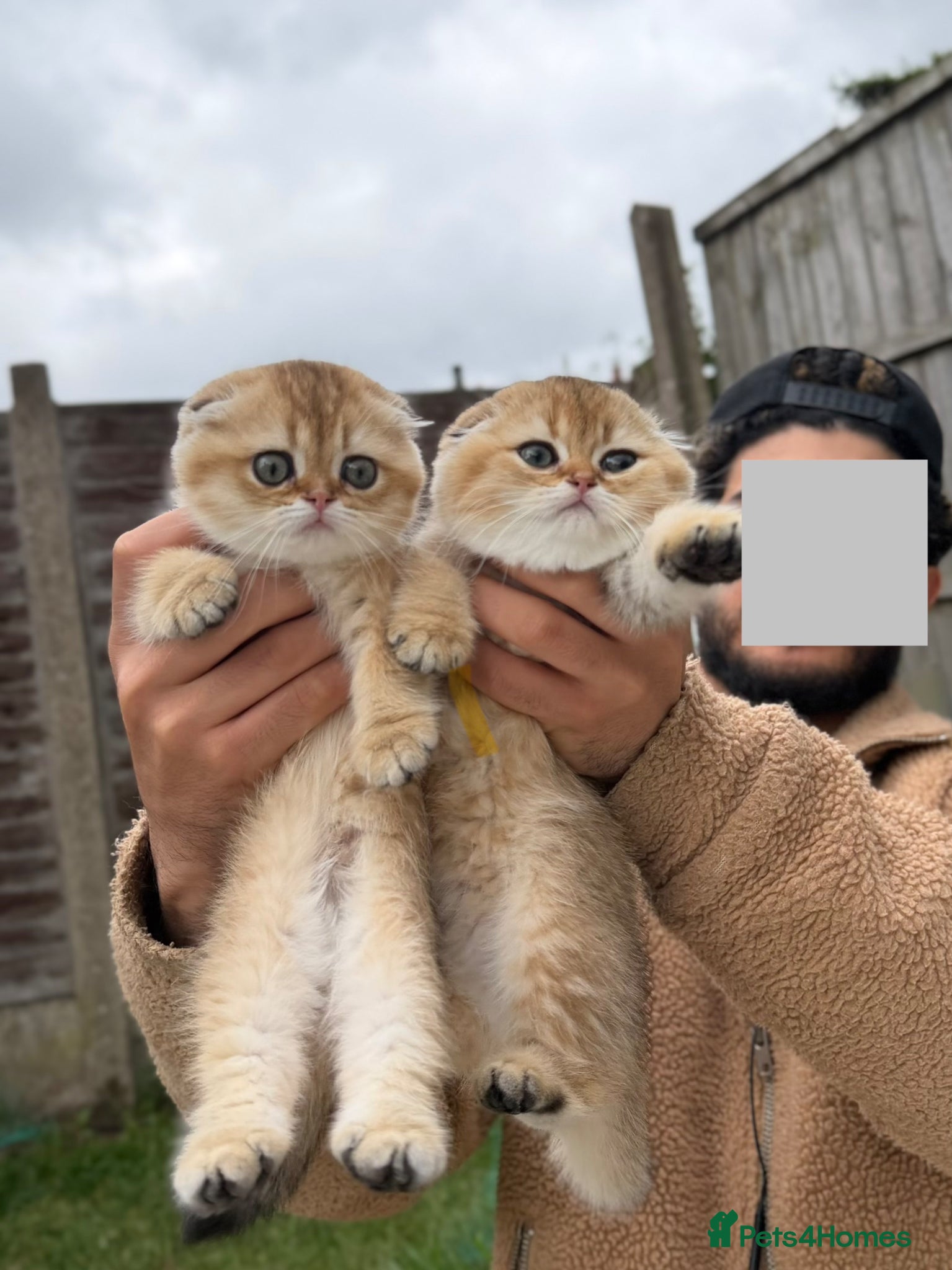 Scottish Fold cats British Shorthaired Golden Cats - Advert 9